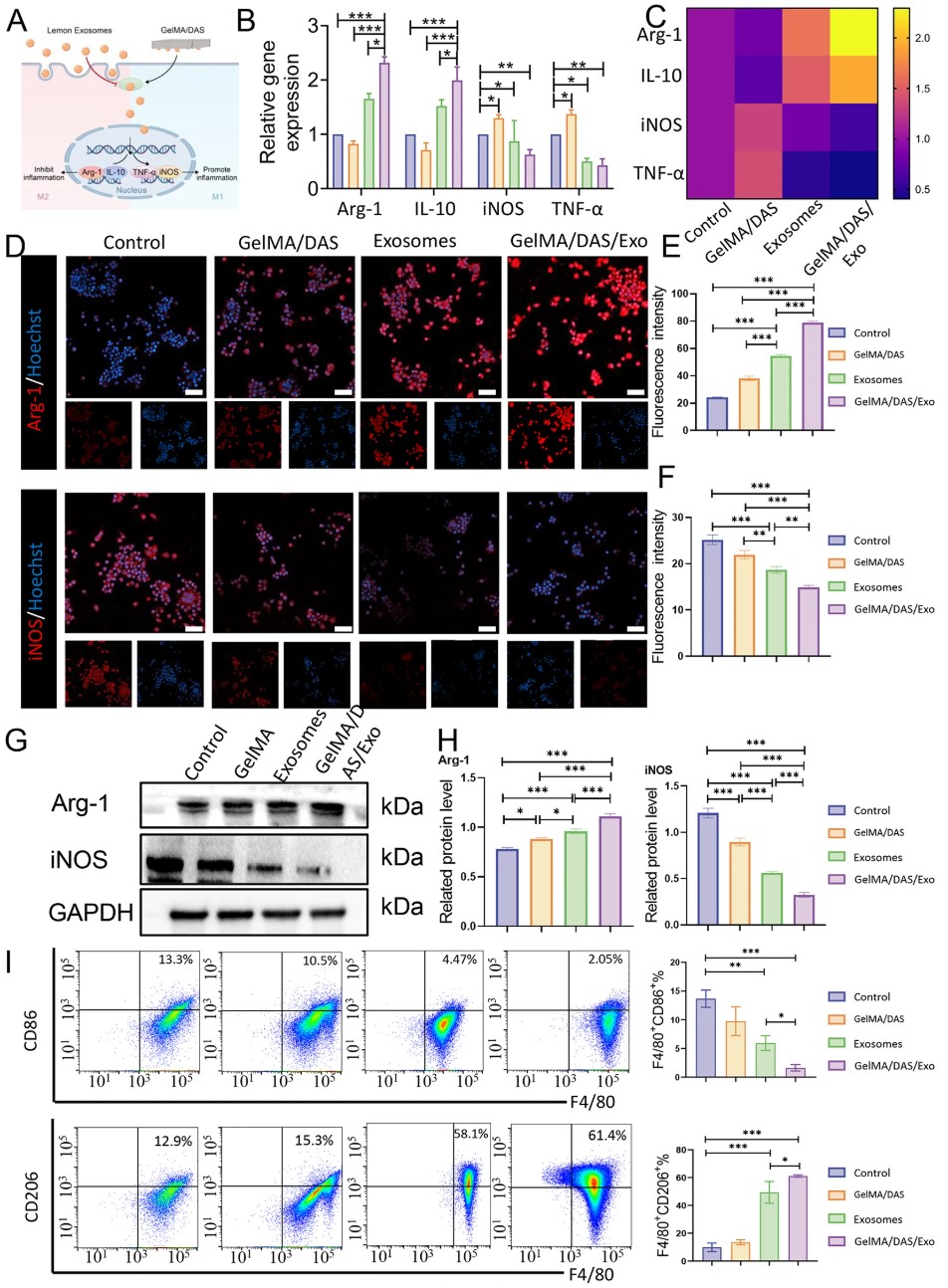 GelMA/DAS hydrogel with lemon exosomes shifts macrophages from M1 to M2 phenotype via NF-κB pathway in vitro and post-LPS stimulation.